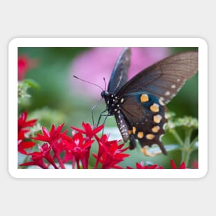 Black Swallowtail II Sticker